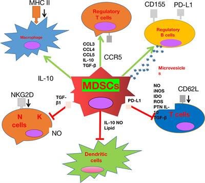 Myeloidcells in the immunosuppressive microenvironment in glioblastoma: The characteristics and therapeutic strategies